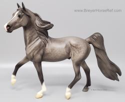 CL Morgan Stallion