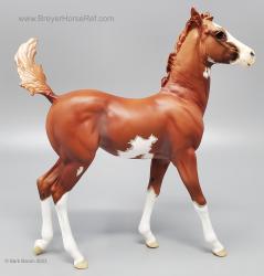 Walking Quarter Horse Foal - Hawkeye