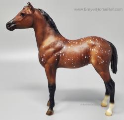 Stock Horse Foal SHF