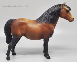 Shetland Pony