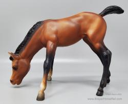 Grazing Foal