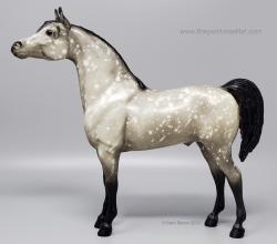 Proud Arabian Stallion PAS