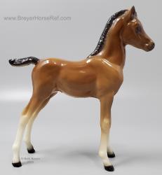 Proud Arabian Foal PAF