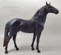 Murgese Stallion - Cosimo